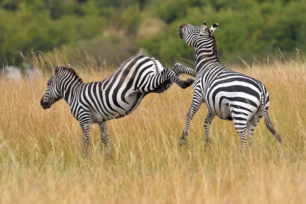 Elmar Weiss: Kicking Zebra by Elmar Weiss