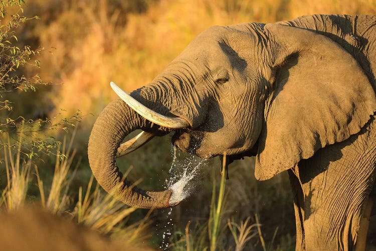 Drinking Elephant