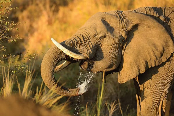 Elmar Weiss: Drinking Elephant by Elmar Weiss