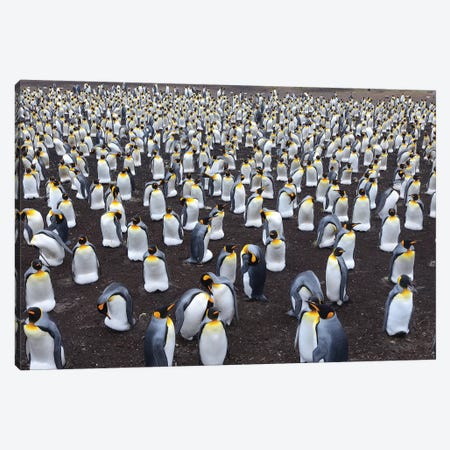 King Penguin Colony Canvas Print #ELM290} by Elmar Weiss Art Print