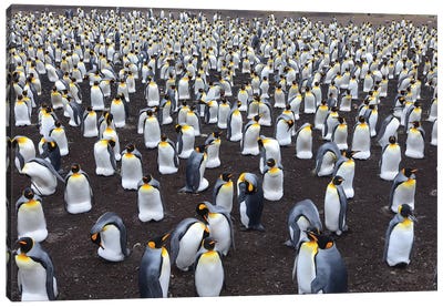 King Penguin Colony Canvas Art Print - Penguin Art
