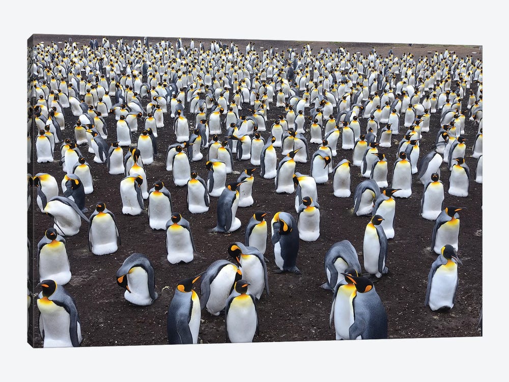 King Penguin Colony by Elmar Weiss 1-piece Canvas Wall Art