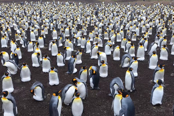 Elmar Weiss: King Penguin Colony by Elmar Weiss