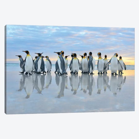 King Penguins Reflection Canvas Print #ELM291} by Elmar Weiss Canvas Print