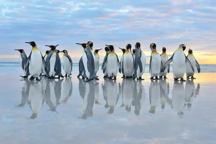 King Penguins Reflection