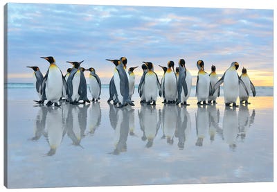 King Penguins Reflection Canvas Art Print - Penguin Art