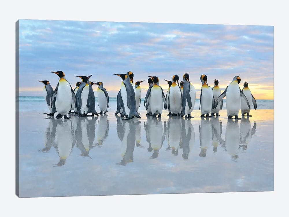 King Penguins Reflection by Elmar Weiss 1-piece Art Print