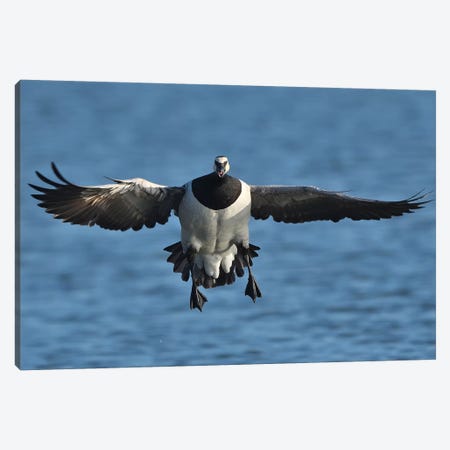 Landing Barnacle Goose In Flight Frontal Canvas Print #ELM292} by Elmar Weiss Art Print