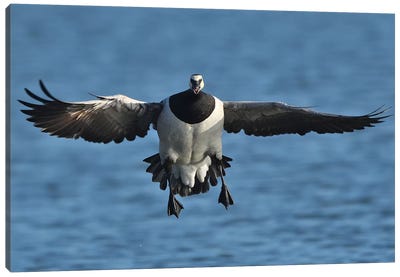 Landing Barnacle Goose In Flight Frontal Canvas Art Print - Elmar Weiss