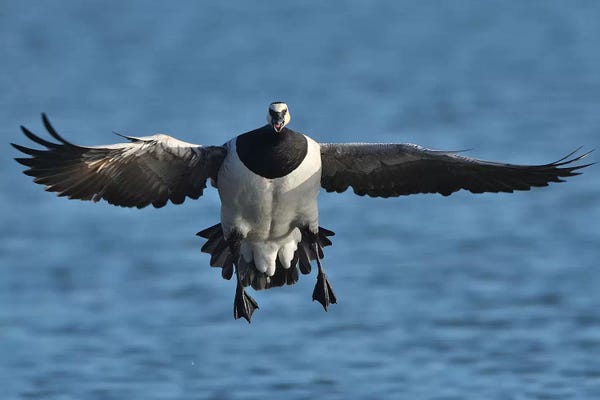 Elmar Weiss: Landing Barnacle Goose In Flight Frontal by Elmar Weiss