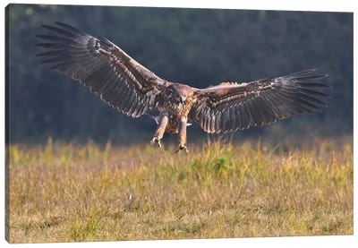 Landing Eagle Canvas Art Print - Elmar Weiss