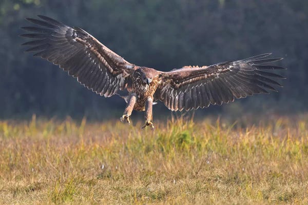 Elmar Weiss: Landing Eagle by Elmar Weiss