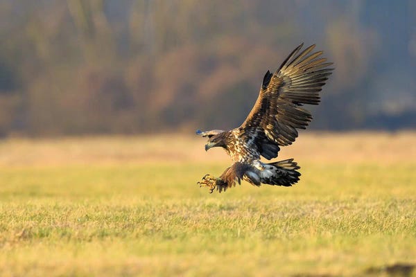 Elmar Weiss: Landing Sea Eagle by Elmar Weiss