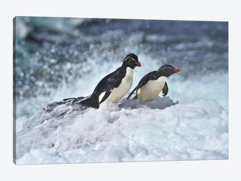 Last Rockhopper Penguins Standing by Elmar Weiss 1-piece Art Print