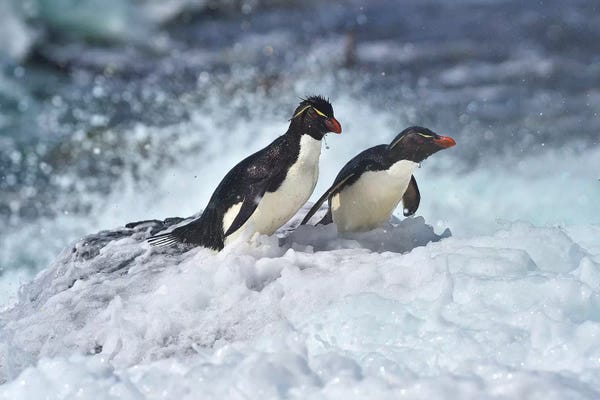 Elmar Weiss: Last Rockhopper Penguins Standing by Elmar Weiss