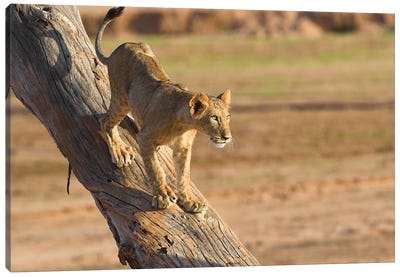 Lion Cub On A Tree Canvas Art Print - Elmar Weiss