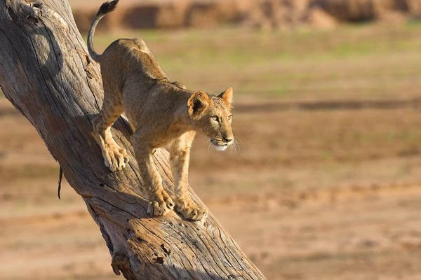 Elmar Weiss: Lion Cub On A Tree by Elmar Weiss