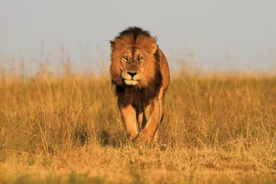 Lion King Frontal by Elmar Weiss framed canvas print