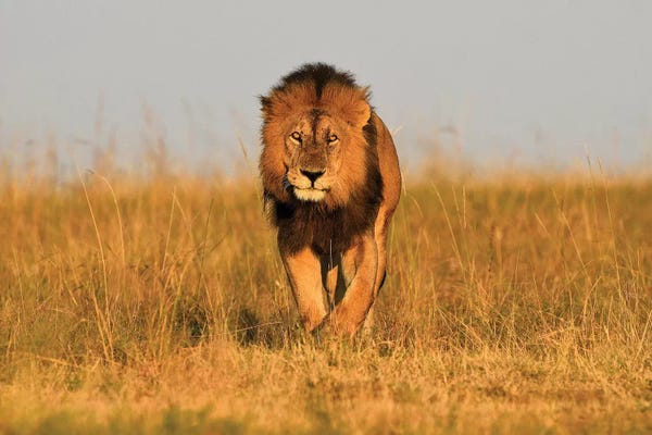 Elmar Weiss: Lion King Frontal by Elmar Weiss