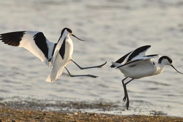 Elmar Weiss: Ass Kick by Elmar Weiss