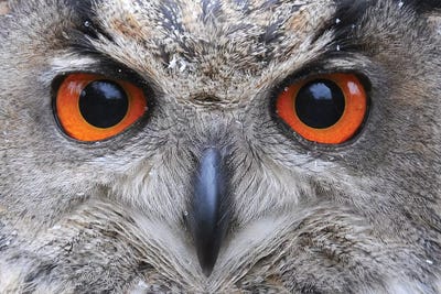 Eagle Owl Eyes by Elmar Weiss canvas print