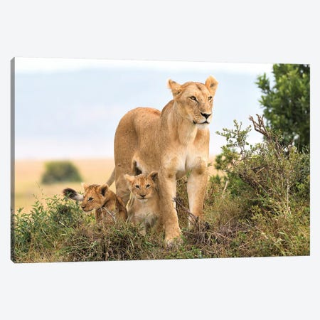 Liones Yaya With Cubs Canvas Print #ELM302} by Elmar Weiss Canvas Print