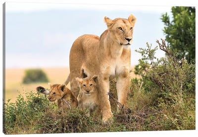 Liones Yaya With Cubs Canvas Art Print - Elmar Weiss