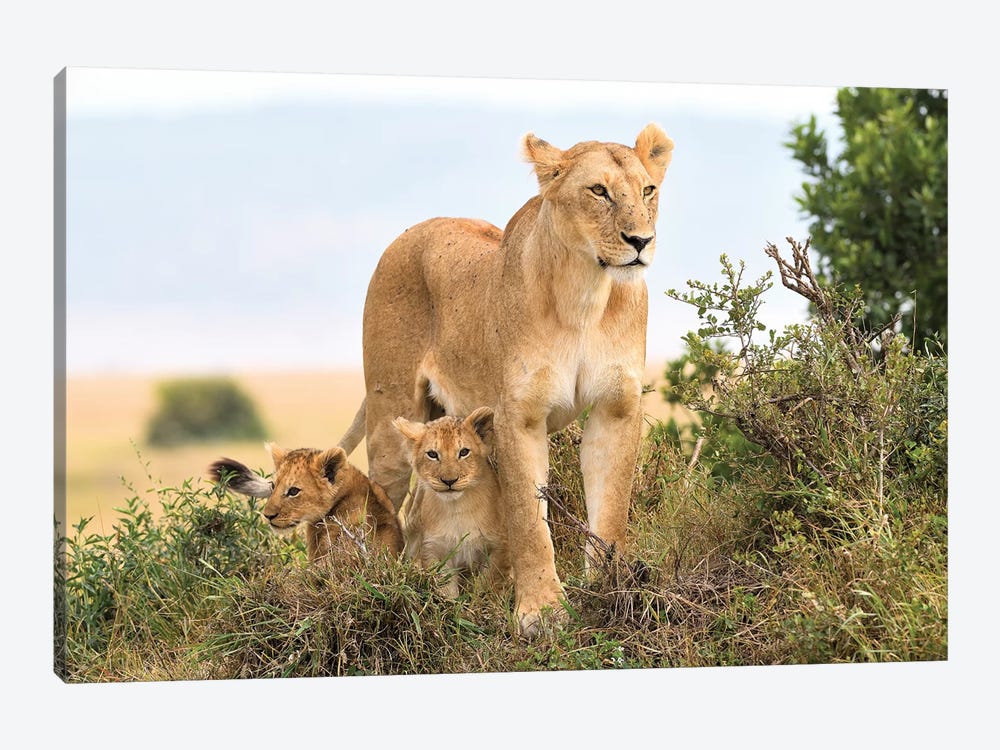 Liones Yaya With Cubs by Elmar Weiss 1-piece Canvas Art