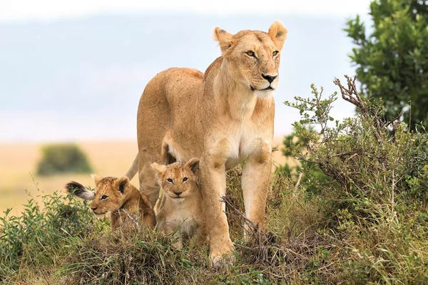 Elmar Weiss: Liones Yaya With Cubs by Elmar Weiss