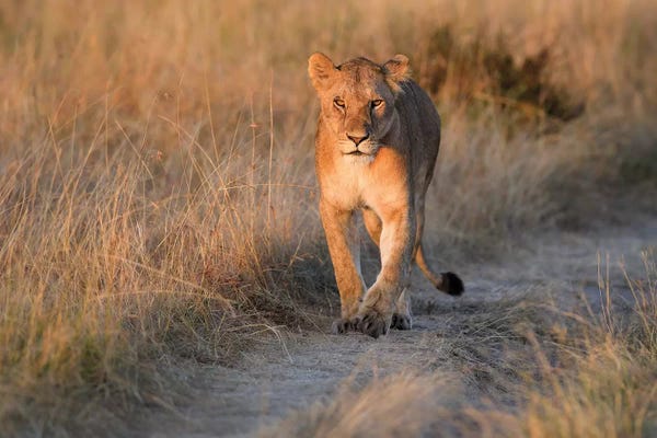 Elmar Weiss: Lioness Frontal by Elmar Weiss