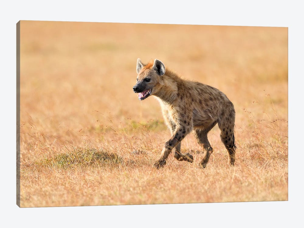 Exhausted Hyena by Elmar Weiss 1-piece Canvas Print