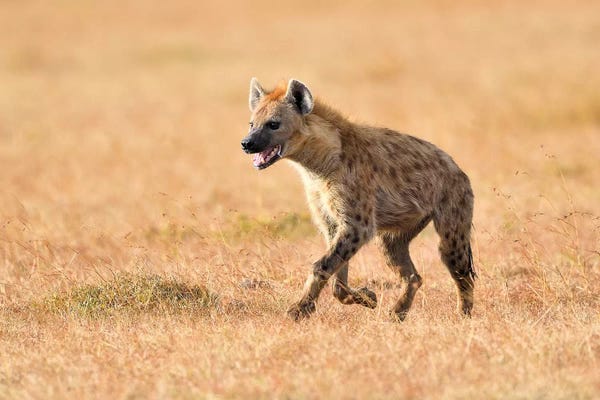 Elmar Weiss: Exhausted Hyena by Elmar Weiss
