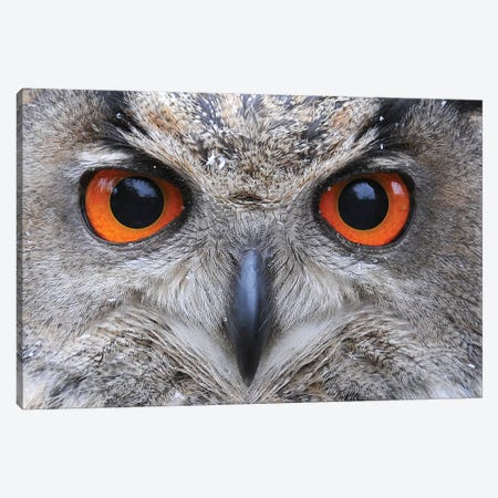 Eagle Owl Eyes Canvas Print #ELM30} by Elmar Weiss Canvas Art Print