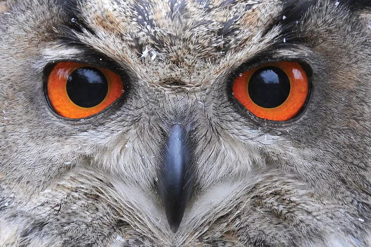 Eagle Owl Eyes