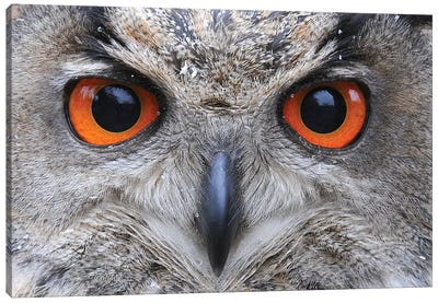 Eagle Owl Eyes Canvas Art Print - Elmar Weiss