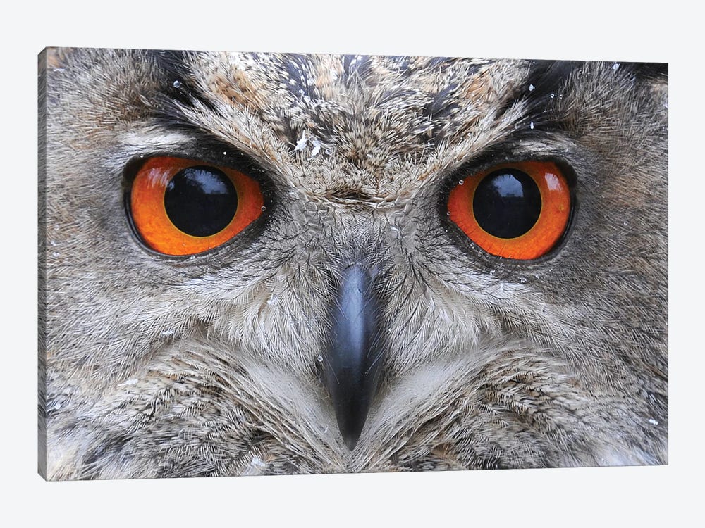 Eagle Owl Eyes by Elmar Weiss 1-piece Canvas Art Print