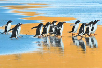 Early Birds by Elmar Weiss framed canvas print