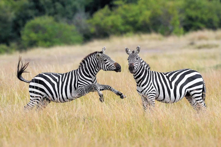 Payfighting Zebras