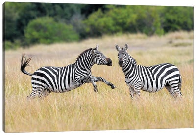 Payfighting Zebras Canvas Art Print - Elmar Weiss