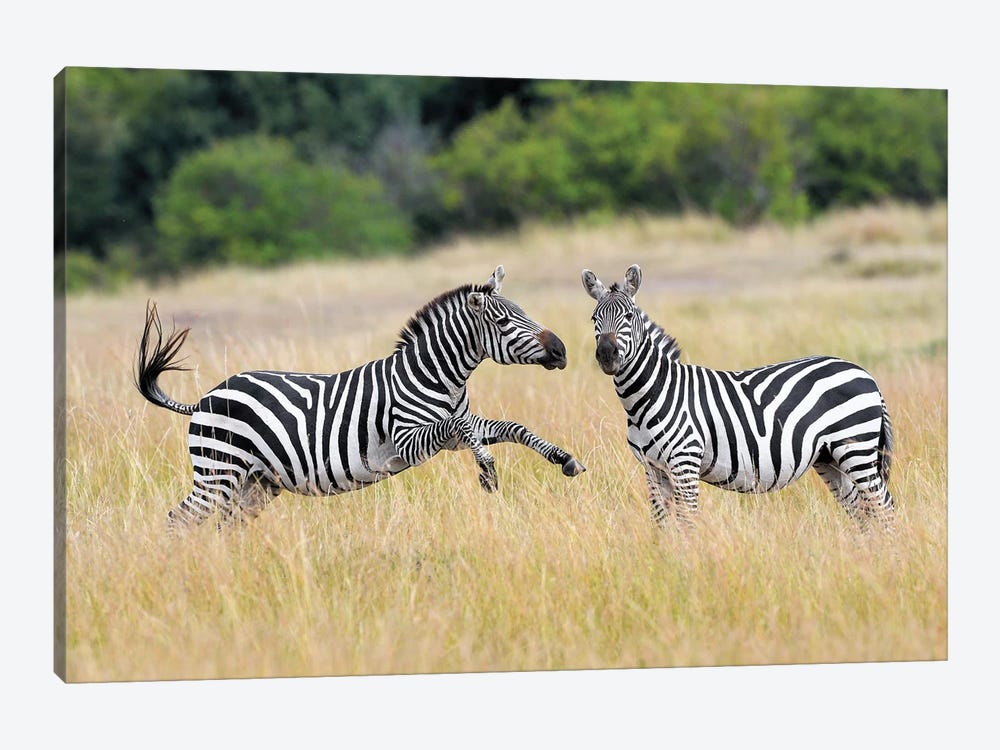 Payfighting Zebras by Elmar Weiss 1-piece Canvas Art