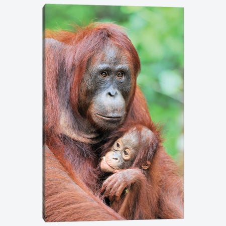 Motherlove - Orangutans Canvas Print #ELM315} by Elmar Weiss Canvas Print