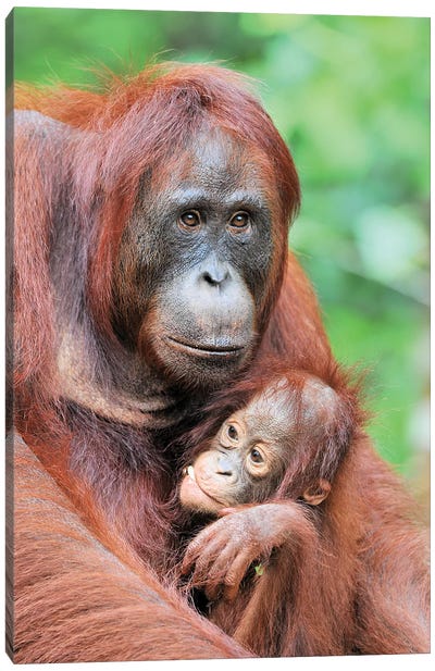 Motherlove - Orangutans Canvas Art Print - Orangutan Art