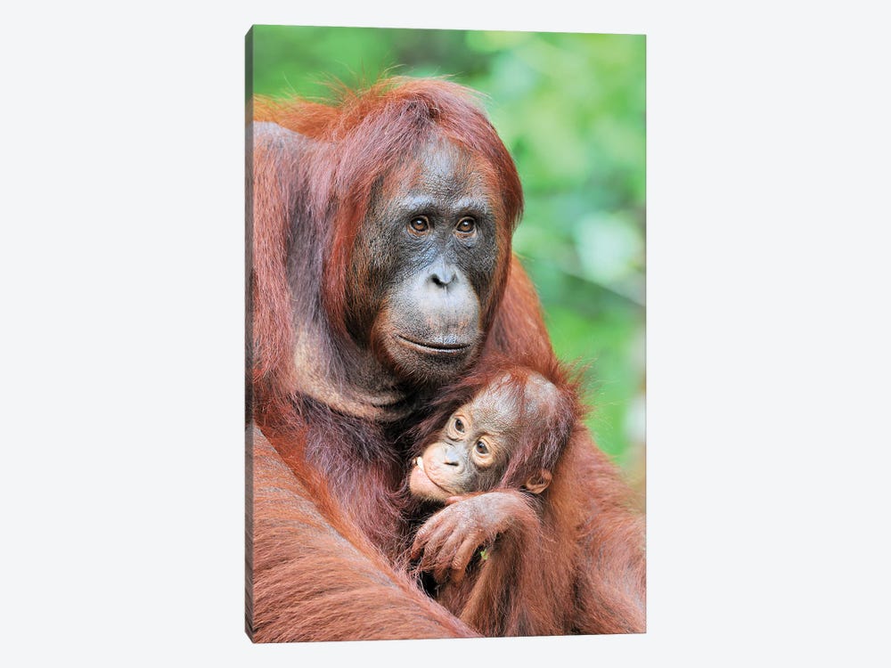 Motherlove - Orangutans by Elmar Weiss 1-piece Canvas Art