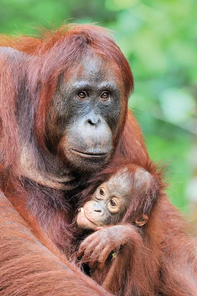 Orangutans: Motherlove - Orangutans by Elmar Weiss