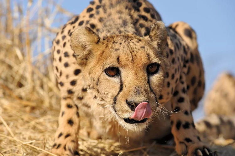 Cheetah Close Up And Personal