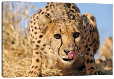 Cheetah Close Up And Personal Canvas Art Print - Cheetah Art
