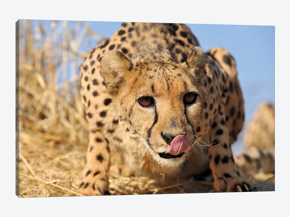 Cheetah Close Up And Personal by Elmar Weiss 1-piece Canvas Art Print