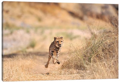 Flying Cheetah Canvas Art Print - Elmar Weiss