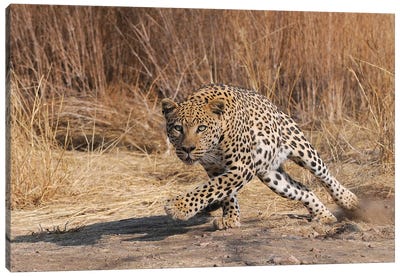Leopard Attack Canvas Art Print - Elmar Weiss