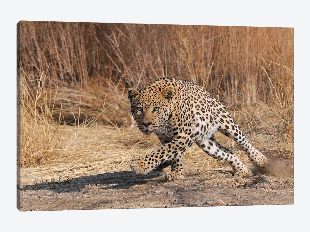 Leopard Attack by Elmar Weiss 1-piece Art Print